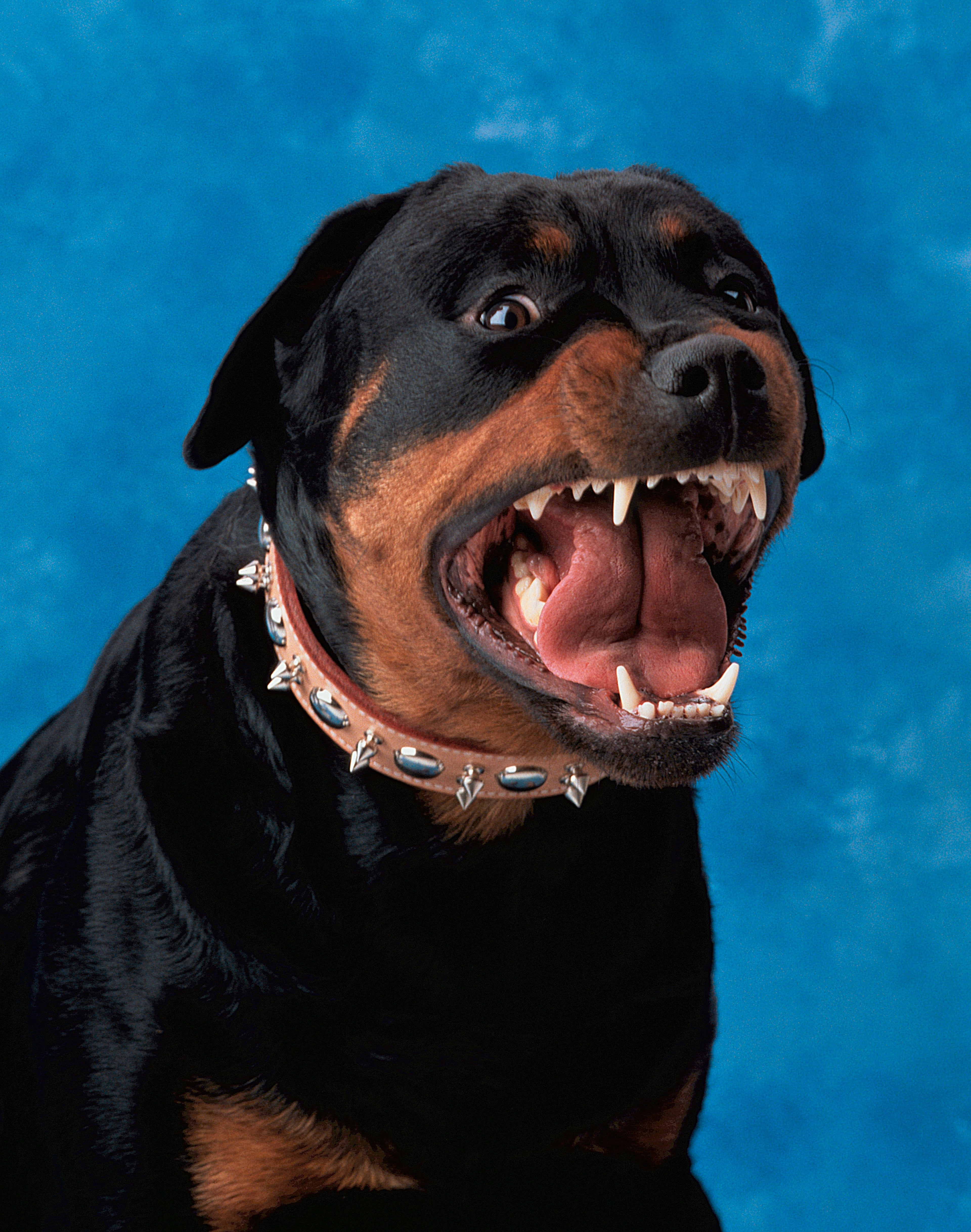 Dogs