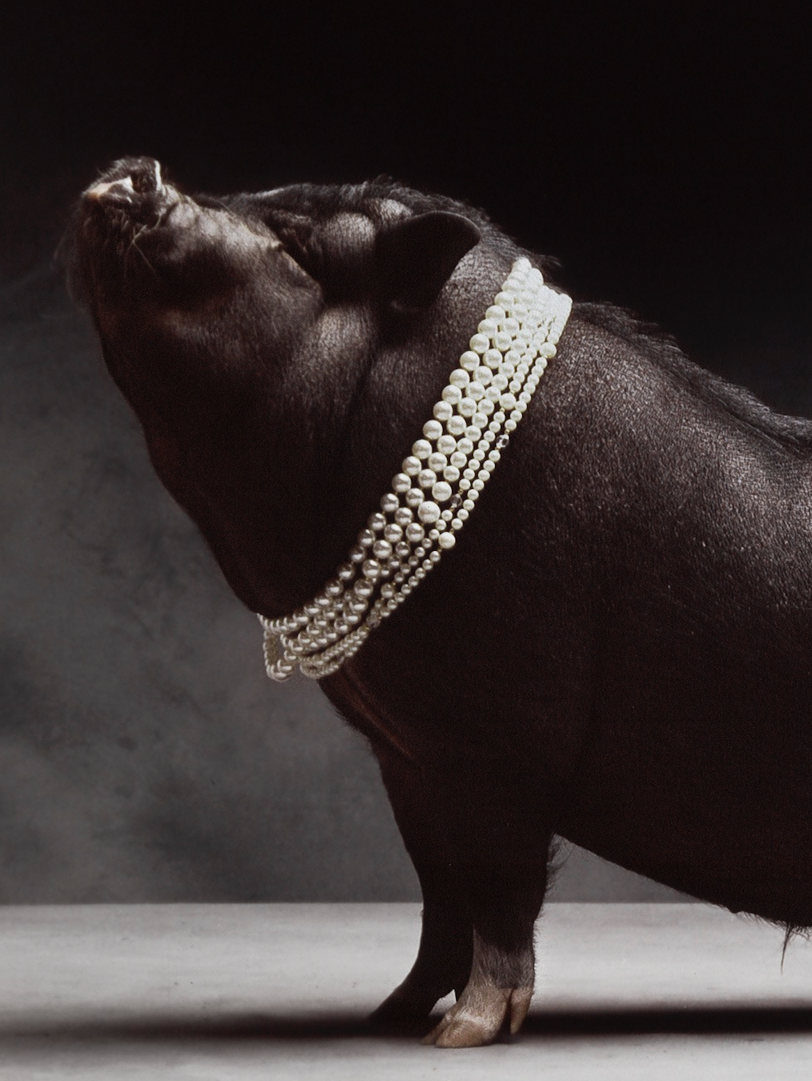 Pearls before Swine | Fine Art Animal and Wildlife Photography Prints by Steve Grubman
