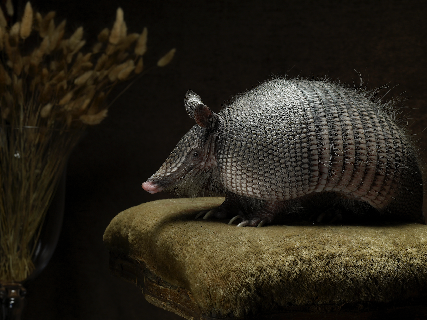 Armadillo on Velvet | Fine Art Animal and Wildlife Photography Prints by Steve Grubman