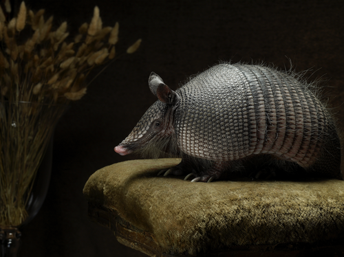 Armadillo on Velvet | Fine Art Animal and Wildlife Photography Prints by Steve Grubman