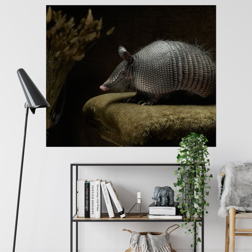 Armadillo on Velvet | Fine Art Animal and Wildlife Photography Prints by Steve Grubman