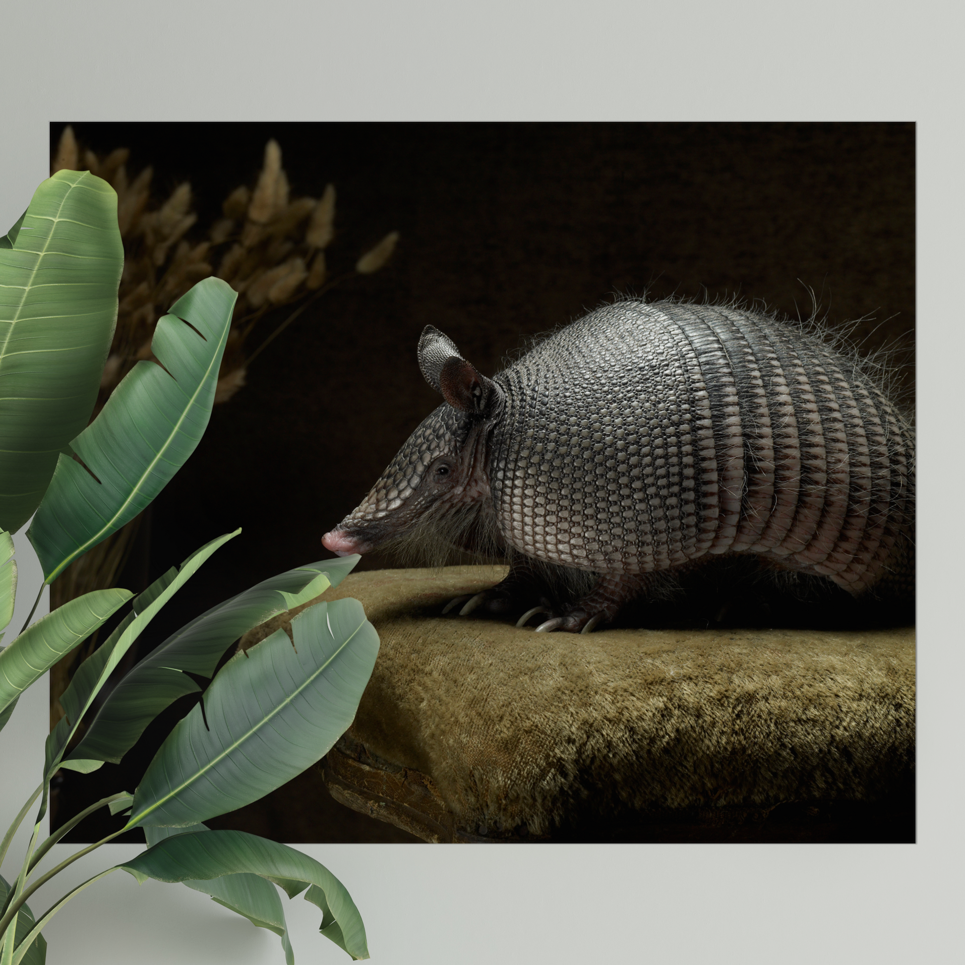 Armadillo on Velvet | Fine Art Animal and Wildlife Photography Prints by Steve Grubman