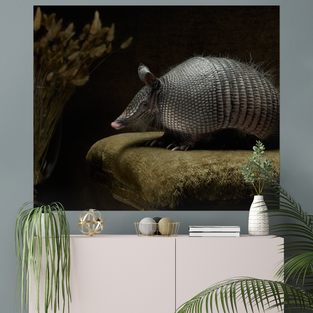 Armadillo on Velvet | Fine Art Animal and Wildlife Photography Prints by Steve Grubman