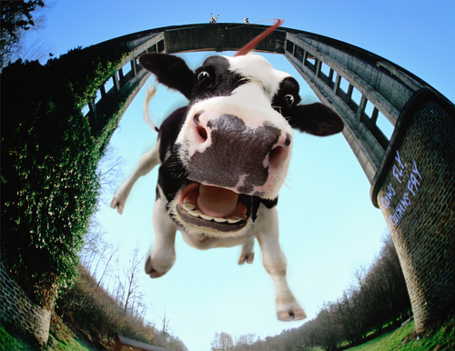 Bungee Jumping Cow | Fine Art Animal and Wildlife Photography Prints by Steve Grubman