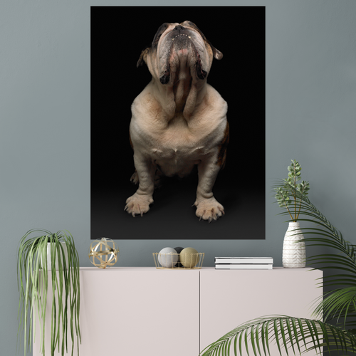 Champion Bulldog on Black | Fine Art Animal and Wildlife Photography Prints by Steve Grubman