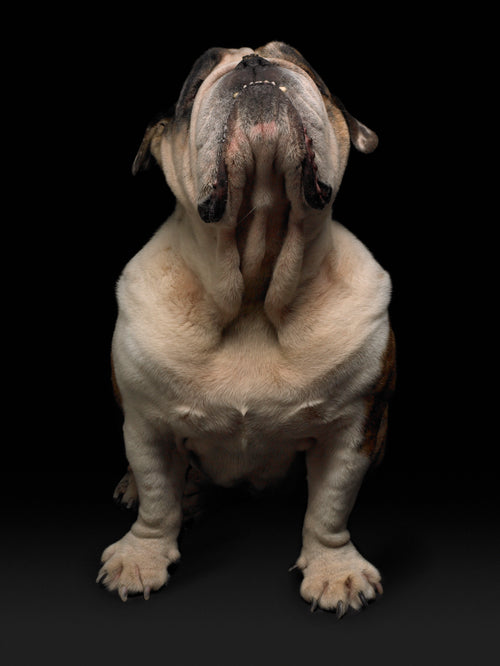 Champion Bulldog on Black | Fine Art Animal and Wildlife Photography Prints by Steve Grubman
