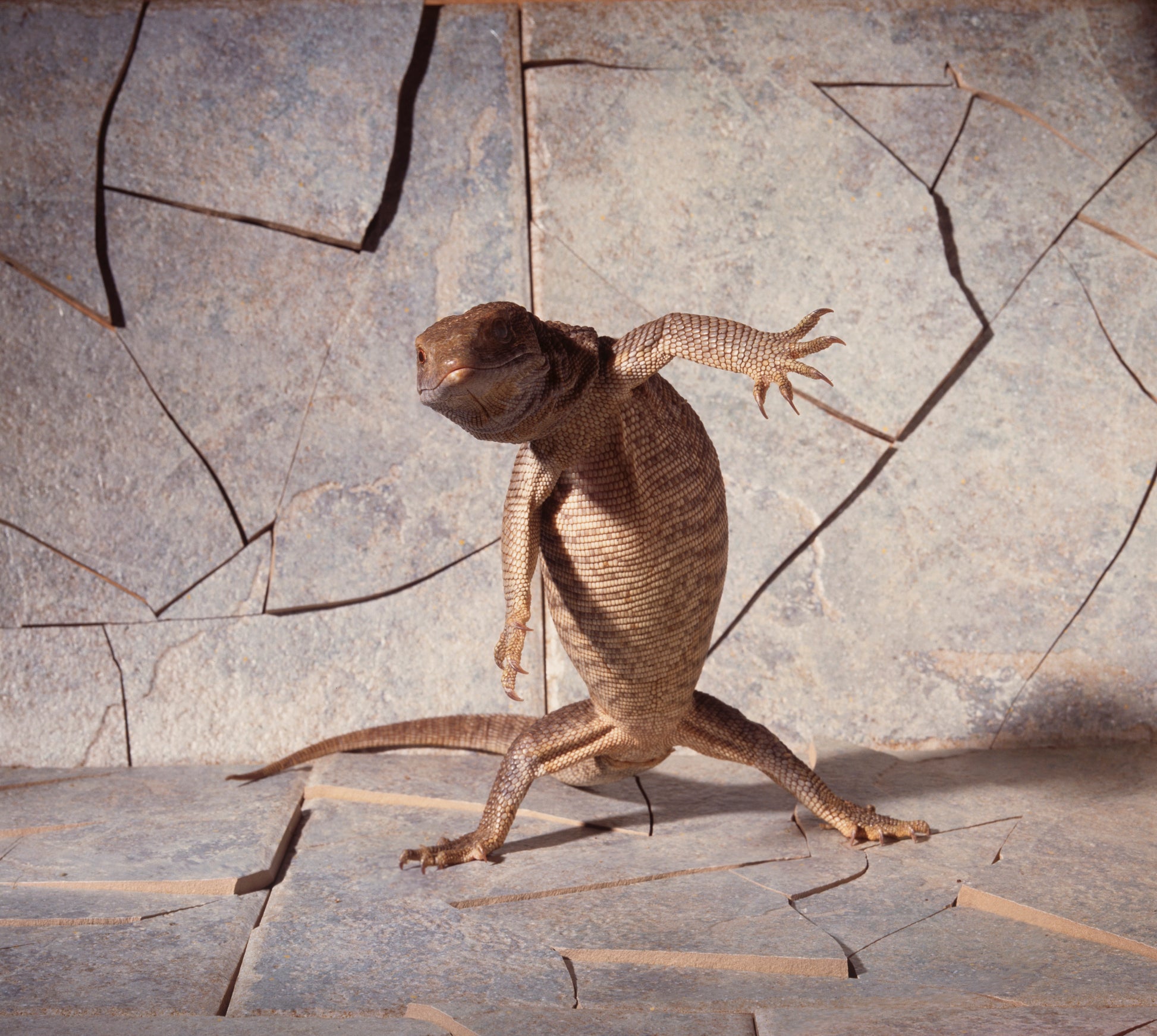 Dancing Lizard | Fine Art Animal and Wildlife Photography Prints by Steve Grubman