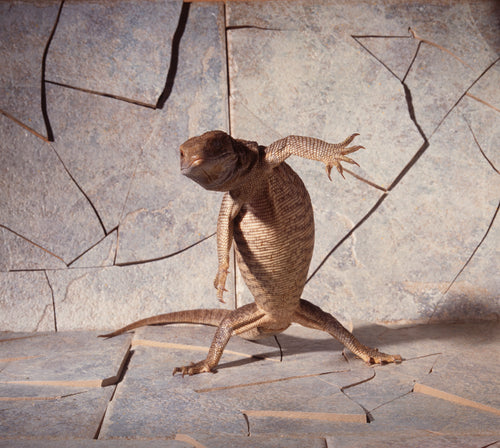 Dancing Lizard | Fine Art Animal and Wildlife Photography Prints by Steve Grubman