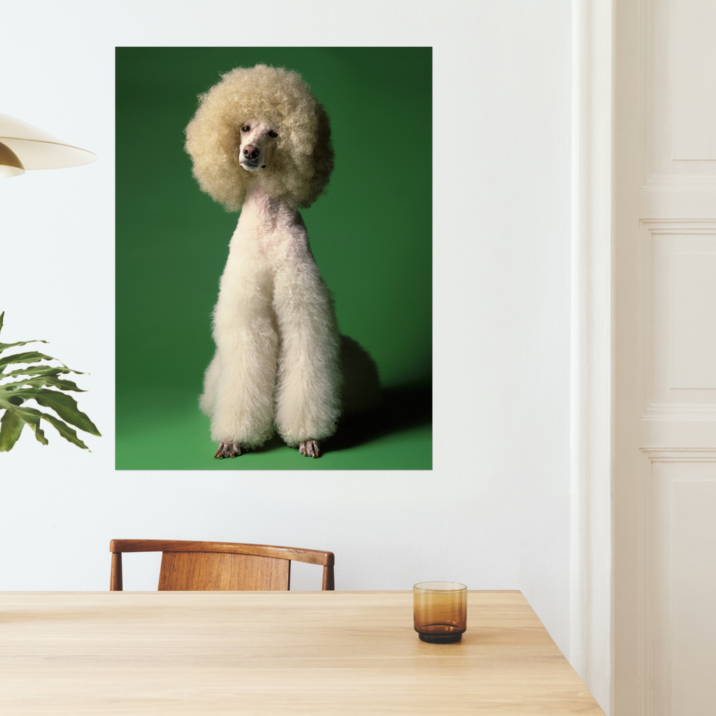 Elegant Poodle Dog on Verdant Green | Fine Art Animal and Wildlife Photography Prints by Steve Grubman
