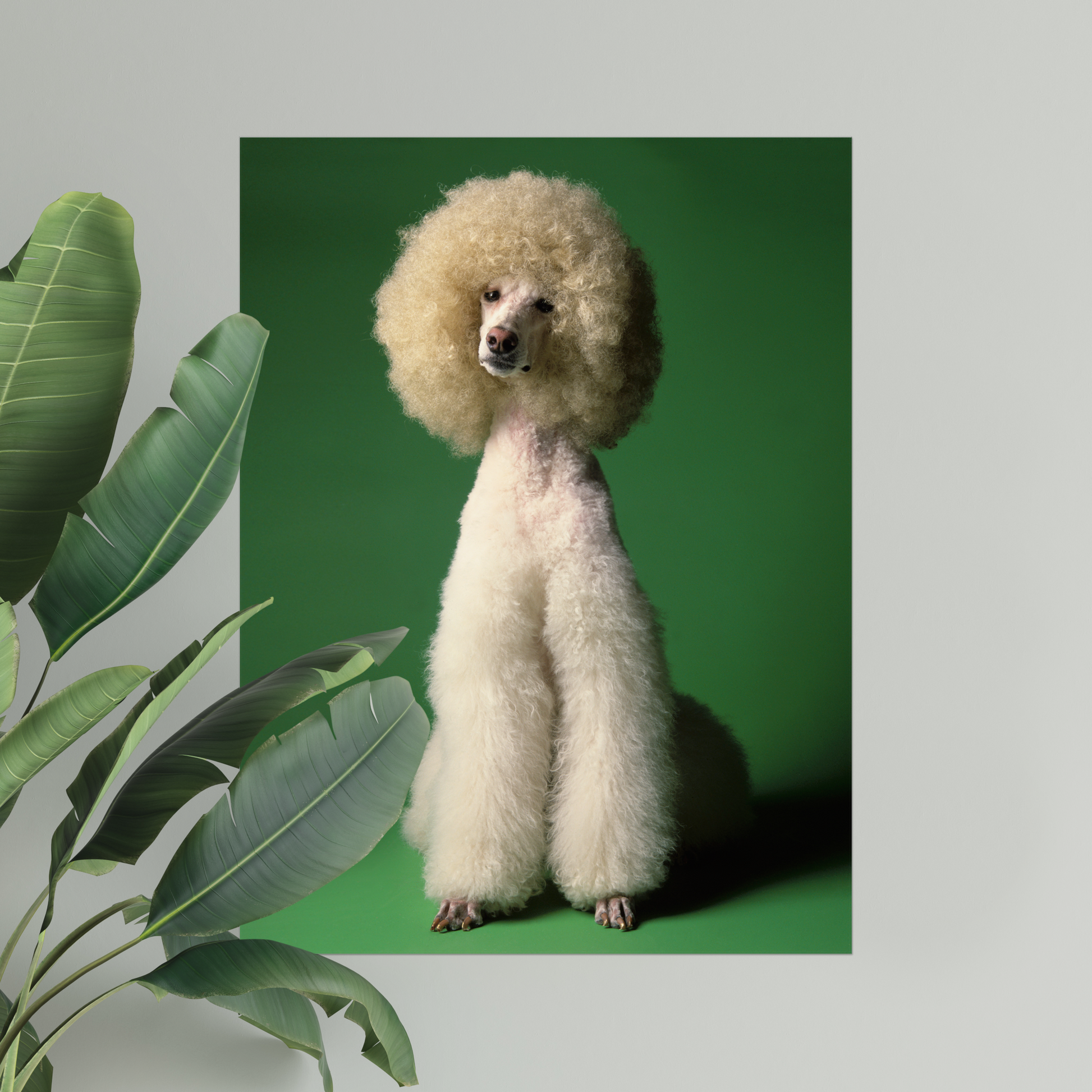 Elegant Poodle Dog on Verdant Green | Fine Art Animal and Wildlife Photography Prints by Steve Grubman