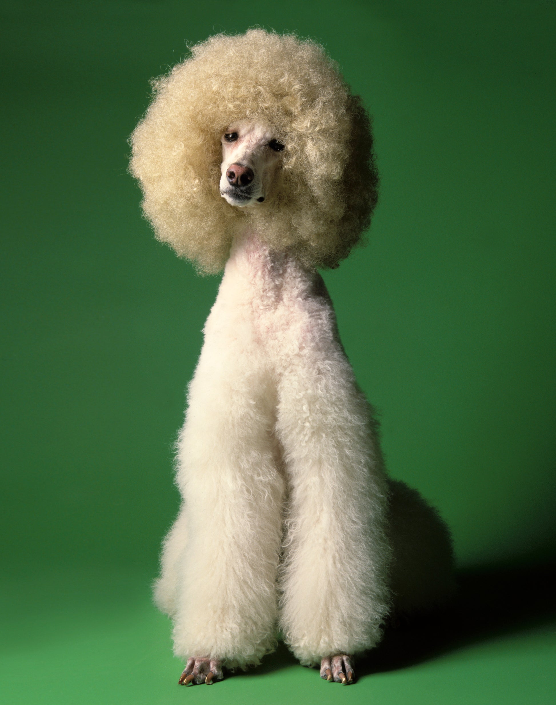 Elegant Poodle Dog on Verdant Green | Fine Art Animal and Wildlife Photography Prints by Steve Grubman