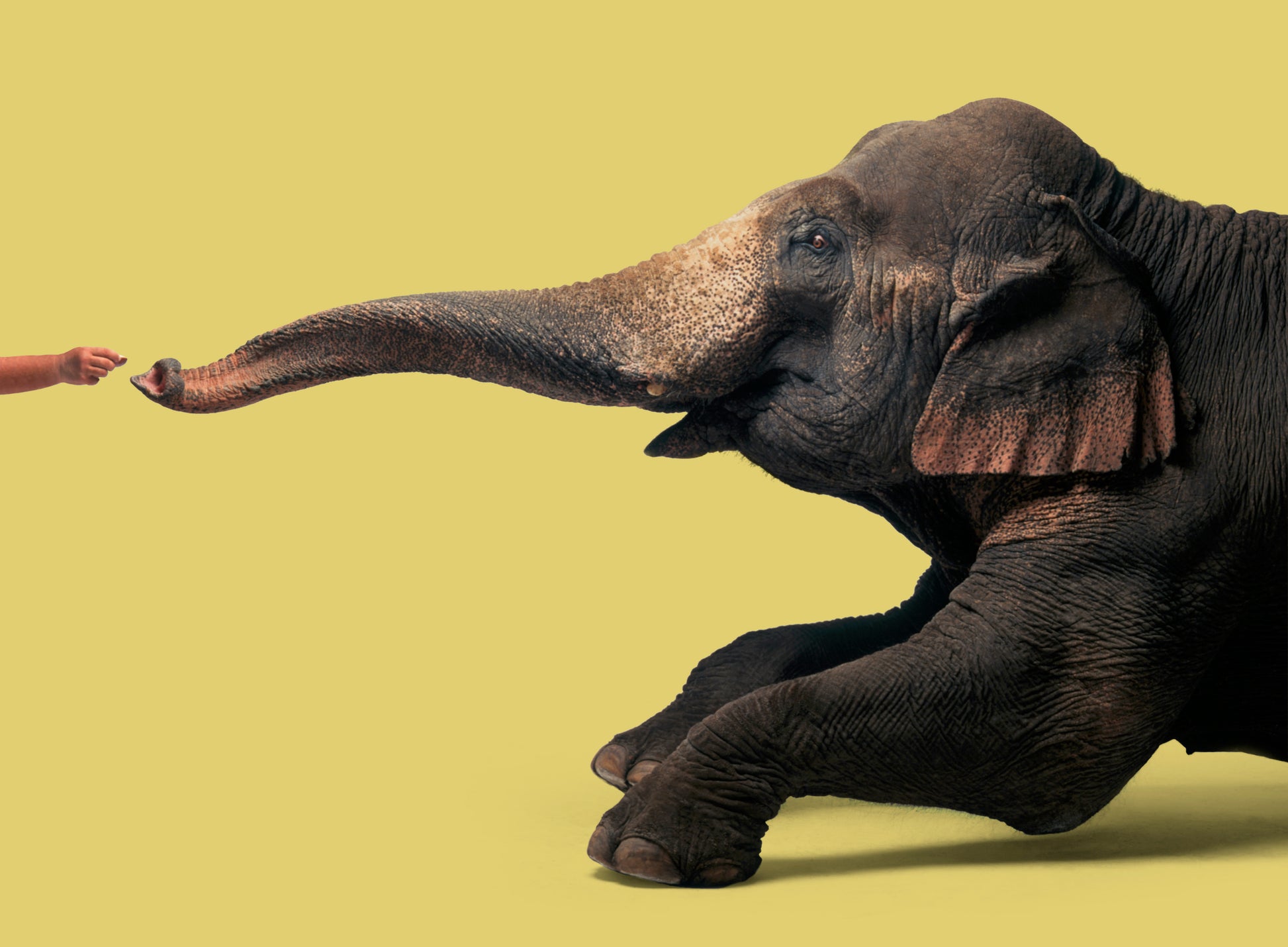 Elephant Makes a Connection | Fine Art Animal and Wildlife Photography Prints by Steve Grubman