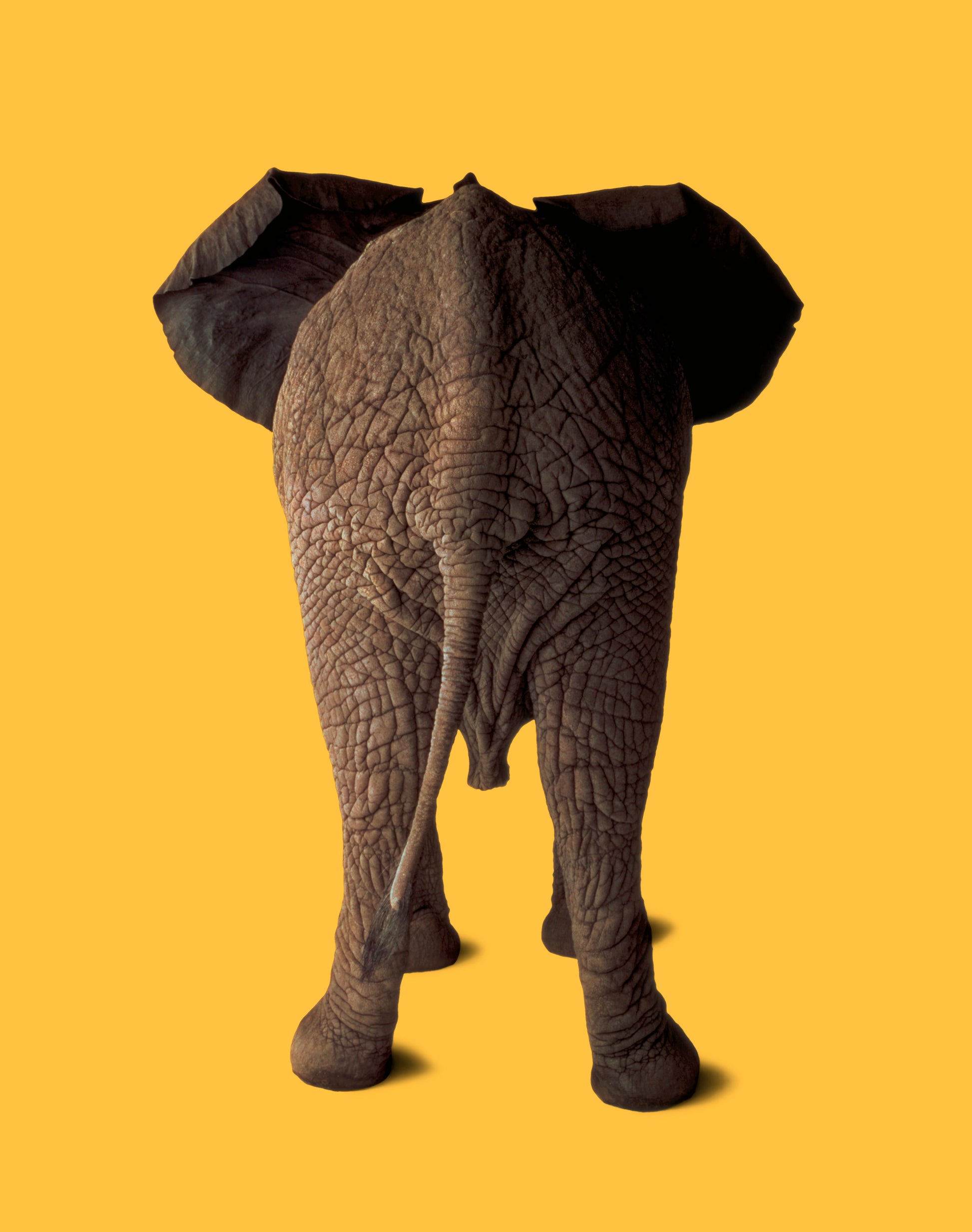Elephant in the Studio! on Mango | Fine Art Animal and Wildlife Photography Prints by Steve Grubman