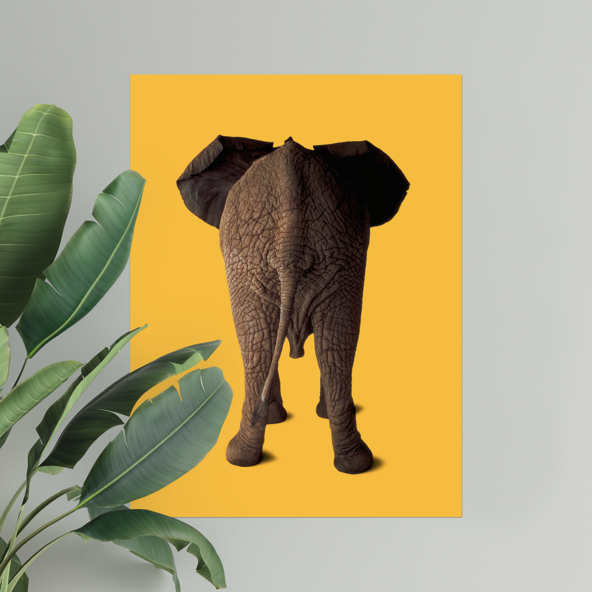 Elephant in the Studio! on Mango | Fine Art Animal and Wildlife Photography Prints by Steve Grubman