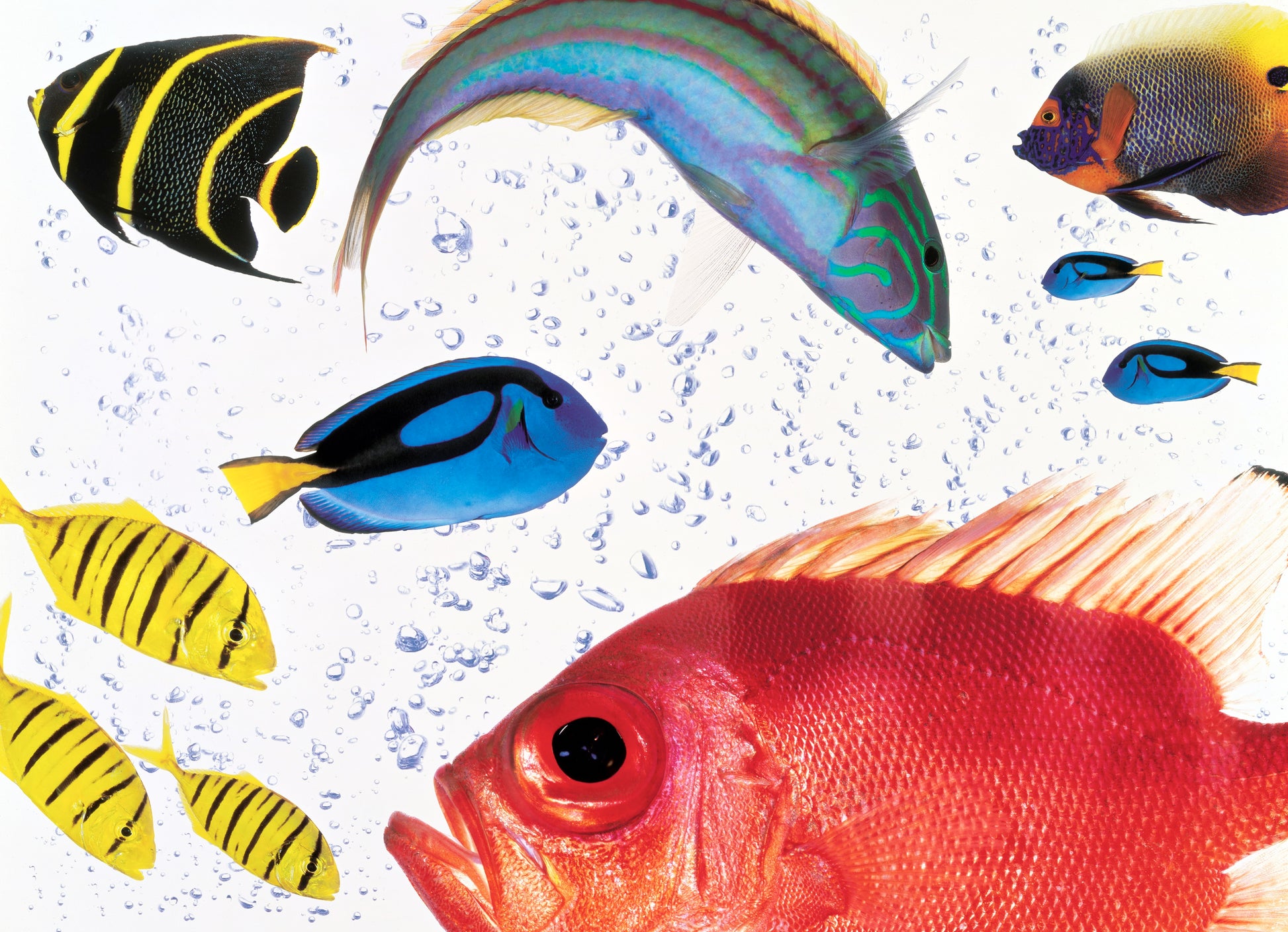Fish Carnival | Fine Art Animal and Wildlife Photography Prints by Steve Grubman