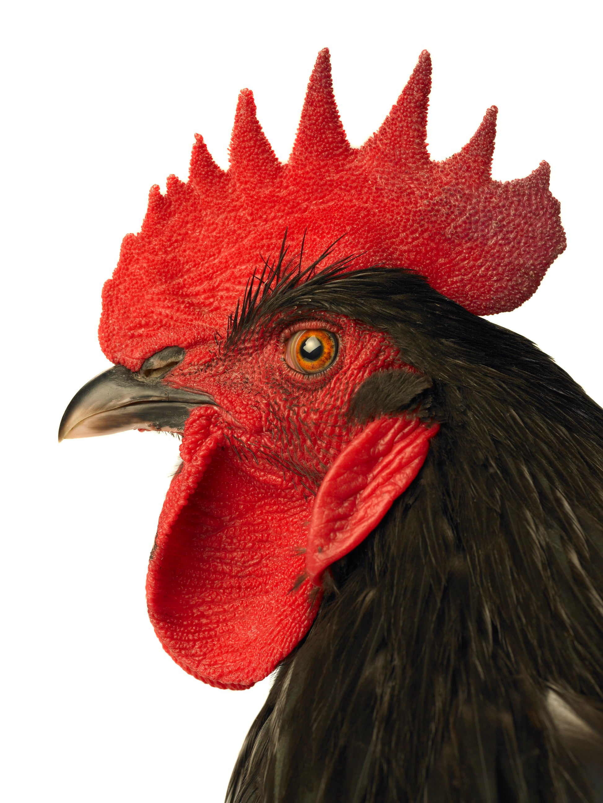 Glorious Rooster on White | Fine Art Animal and Wildlife Photography Prints by Steve Grubman