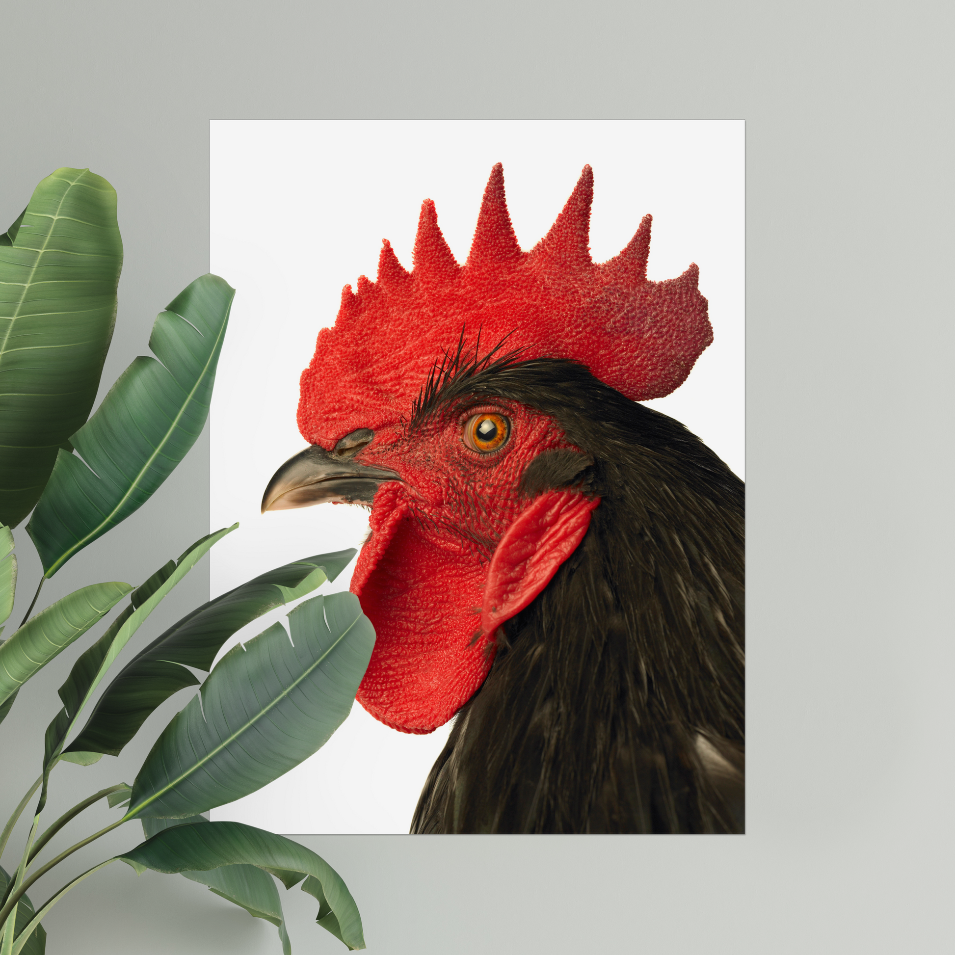 Glorious Rooster on White | Fine Art Animal and Wildlife Photography Prints by Steve Grubman