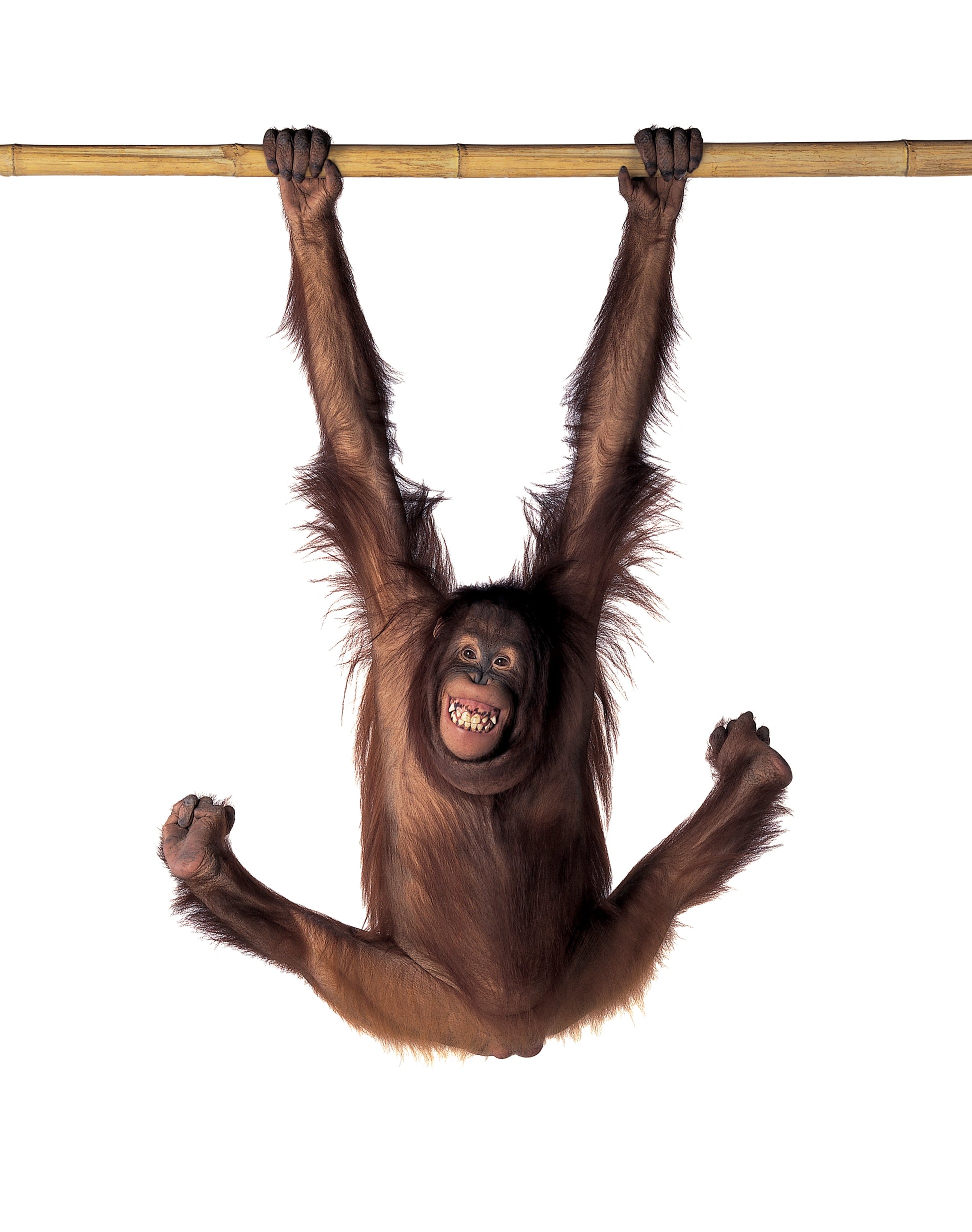 Hanging Monkey | Fine Art Animal and Wildlife Photography Prints by Steve Grubman