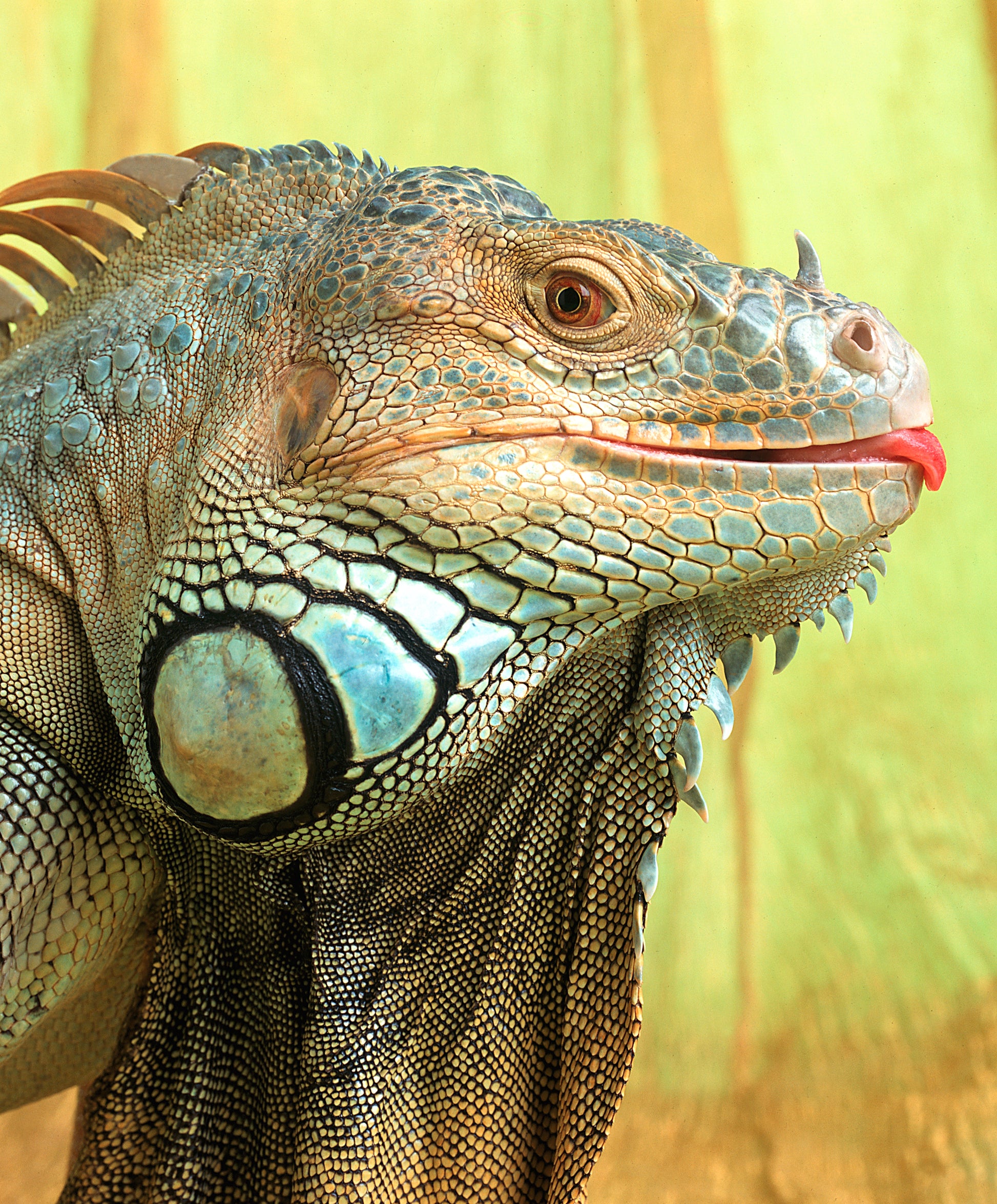 Iggy the Iguana | Fine Art Animal and Wildlife Photography Prints by Steve Grubman