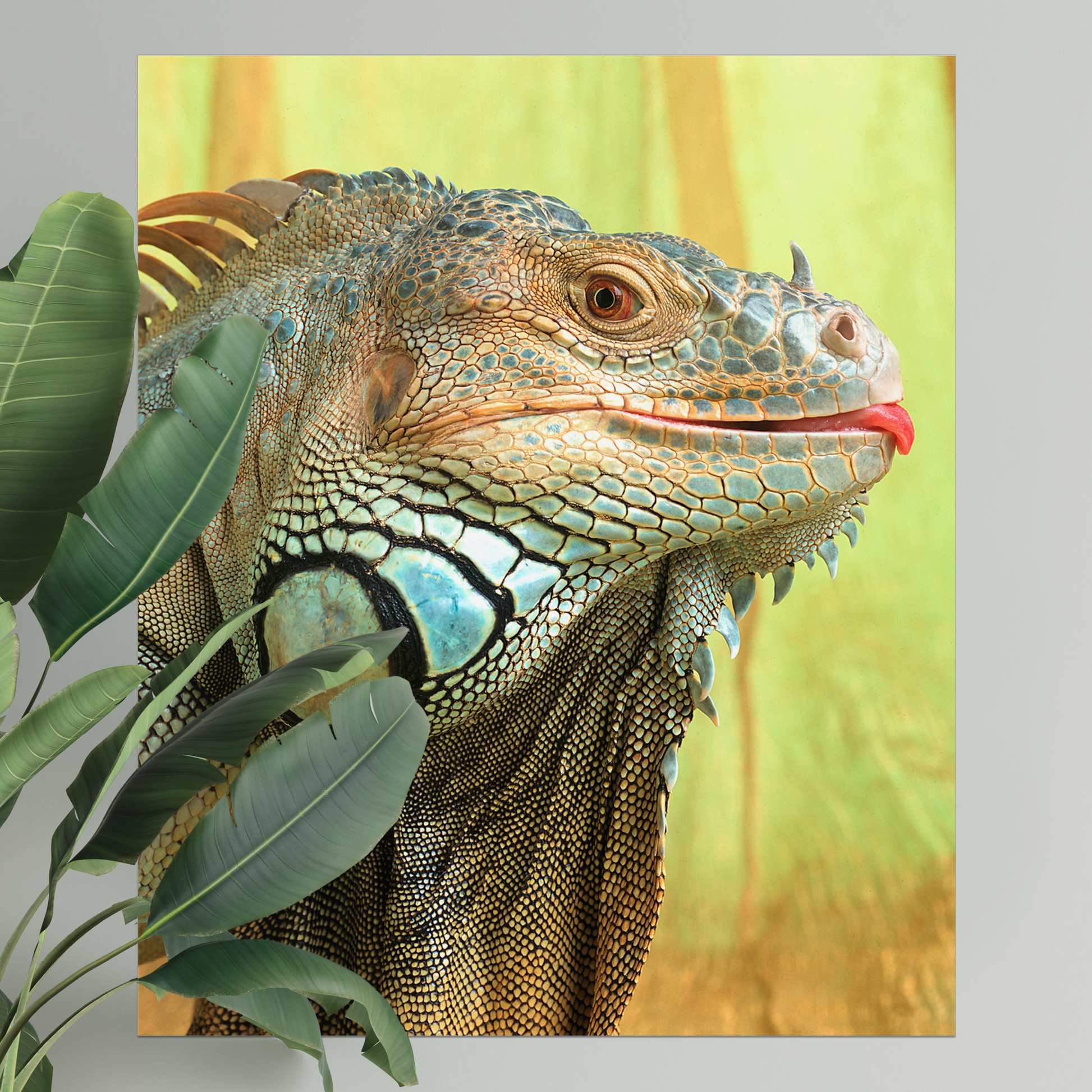 Iggy the Iguana | Fine Art Animal and Wildlife Photography Prints by Steve Grubman