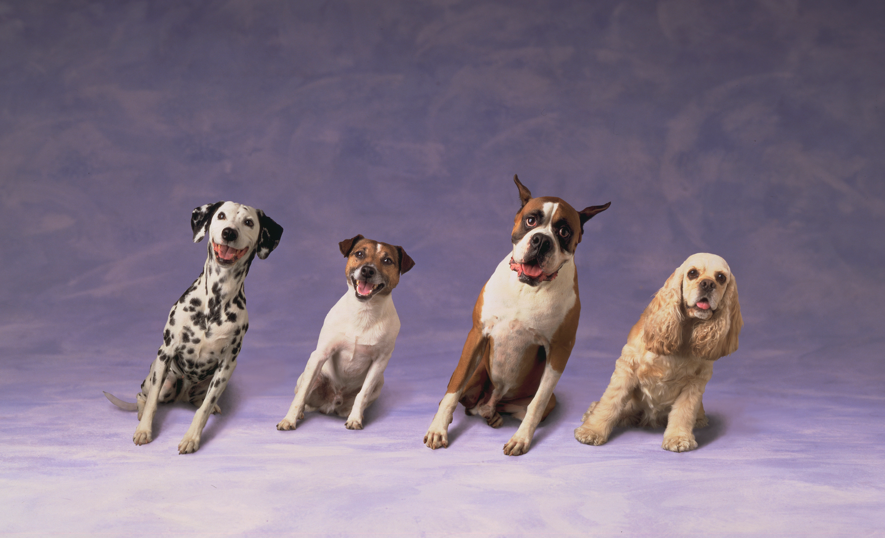 Sideways Dogs | Fine Art Animal and Wildlife Photography Prints by Steve Grubman