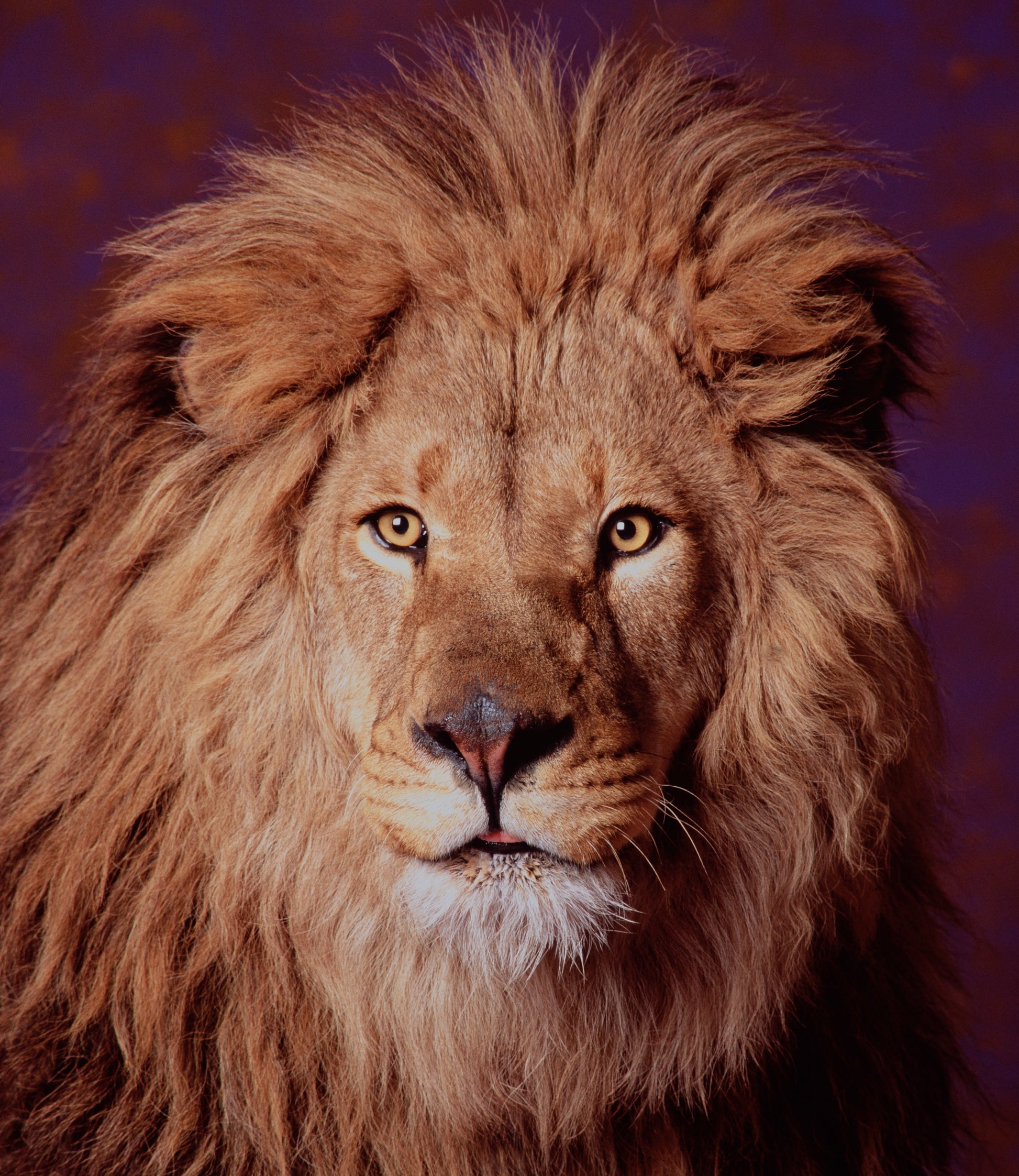 Majestic Lion Portrait | Fine Art Animal and Wildlife Photography Prints by Steve Grubman