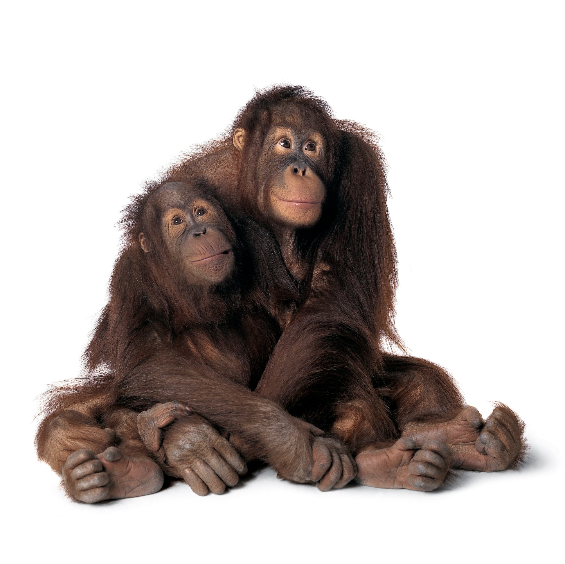 Monkey Mom | Fine Art Animal and Wildlife Photography Prints by Steve Grubman