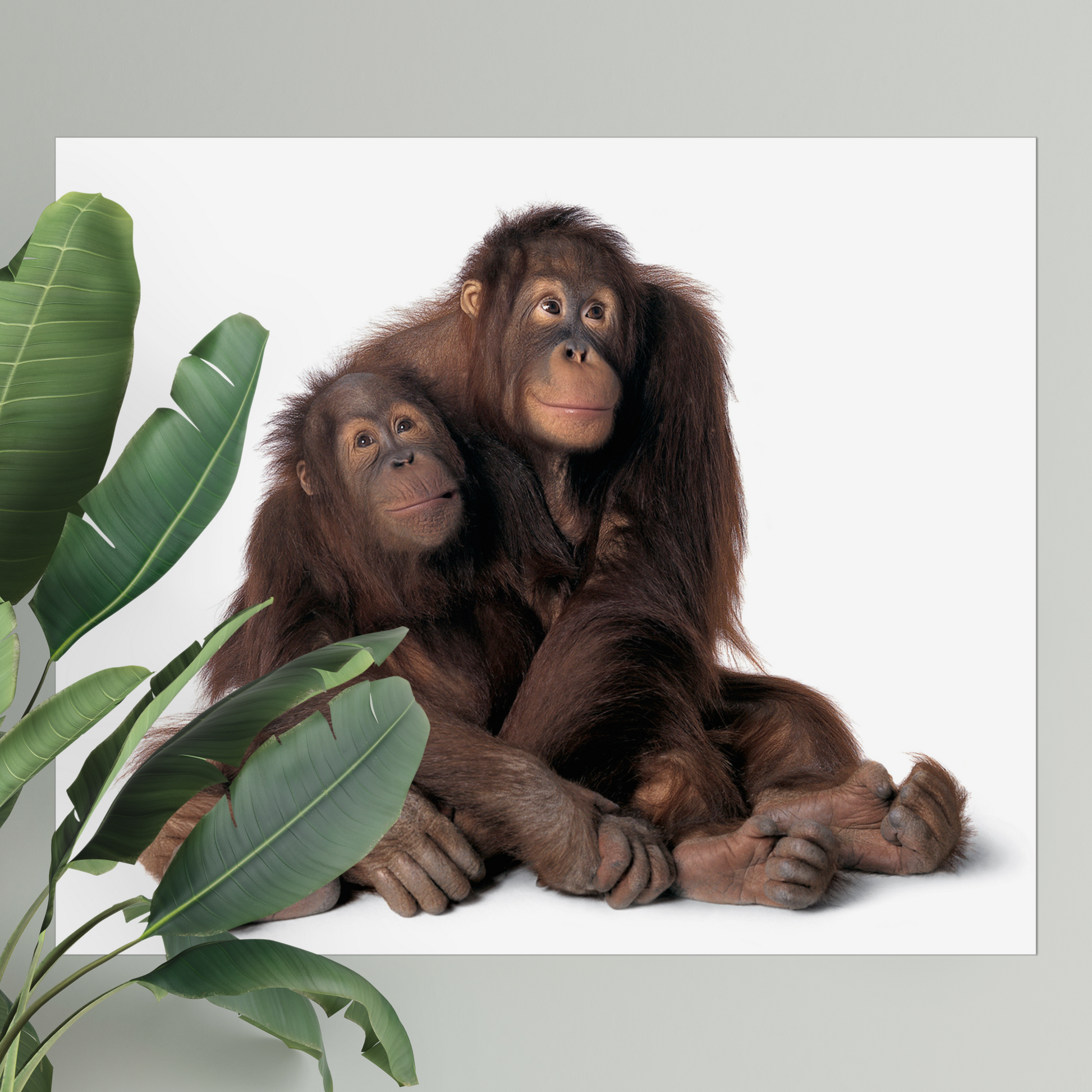 Monkey Mom | Fine Art Animal and Wildlife Photography Prints by Steve Grubman