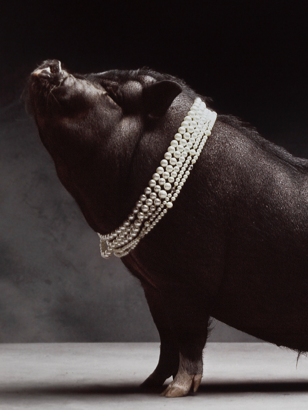 Pearls before Swine | Fine Art Animal and Wildlife Photography Prints by Steve Grubman