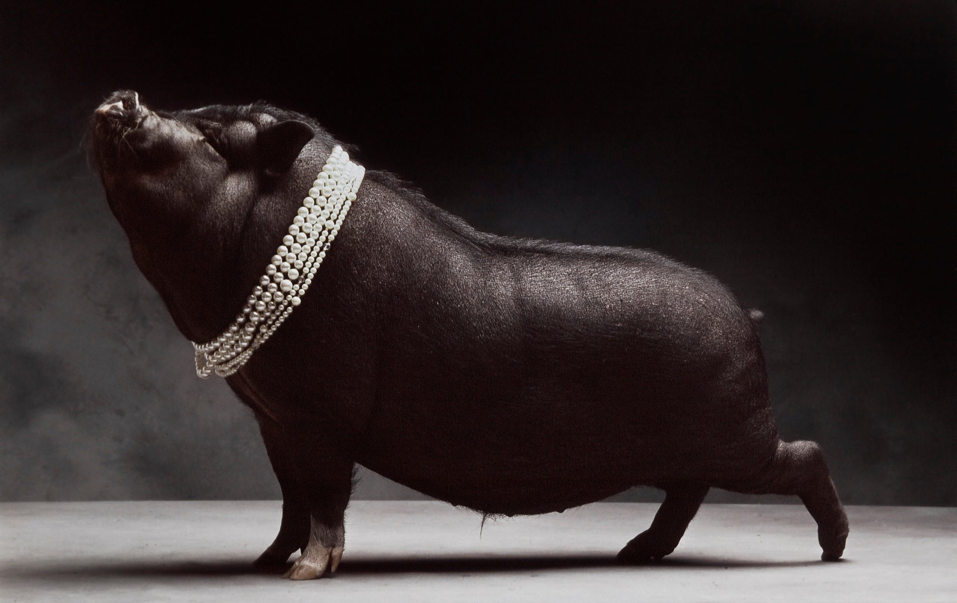 Pearls before Swine | Fine Art Animal and Wildlife Photography Prints by Steve Grubman