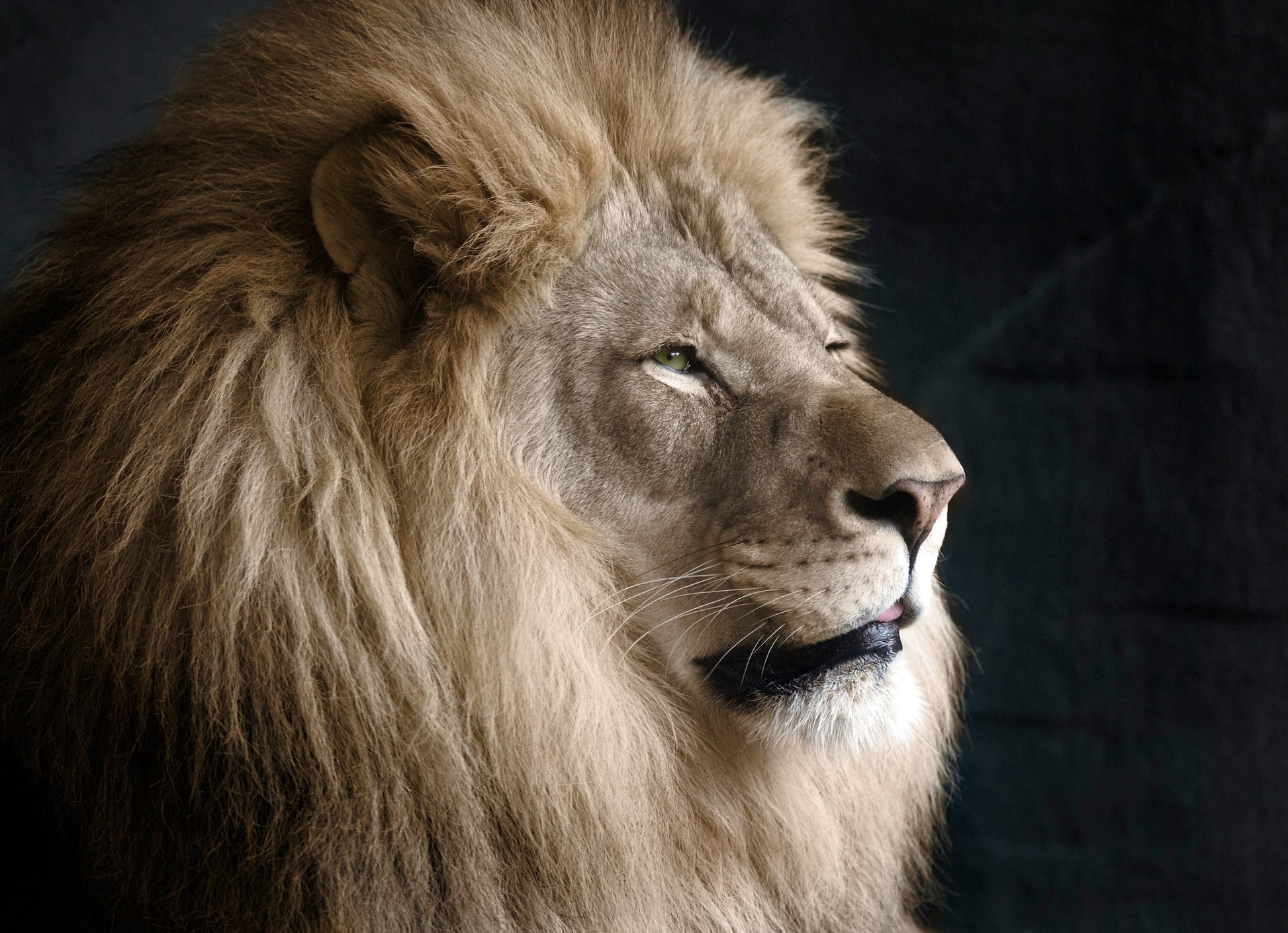 Regal Lion | Fine Art Animal and Wildlife Photography Prints by Steve Grubman