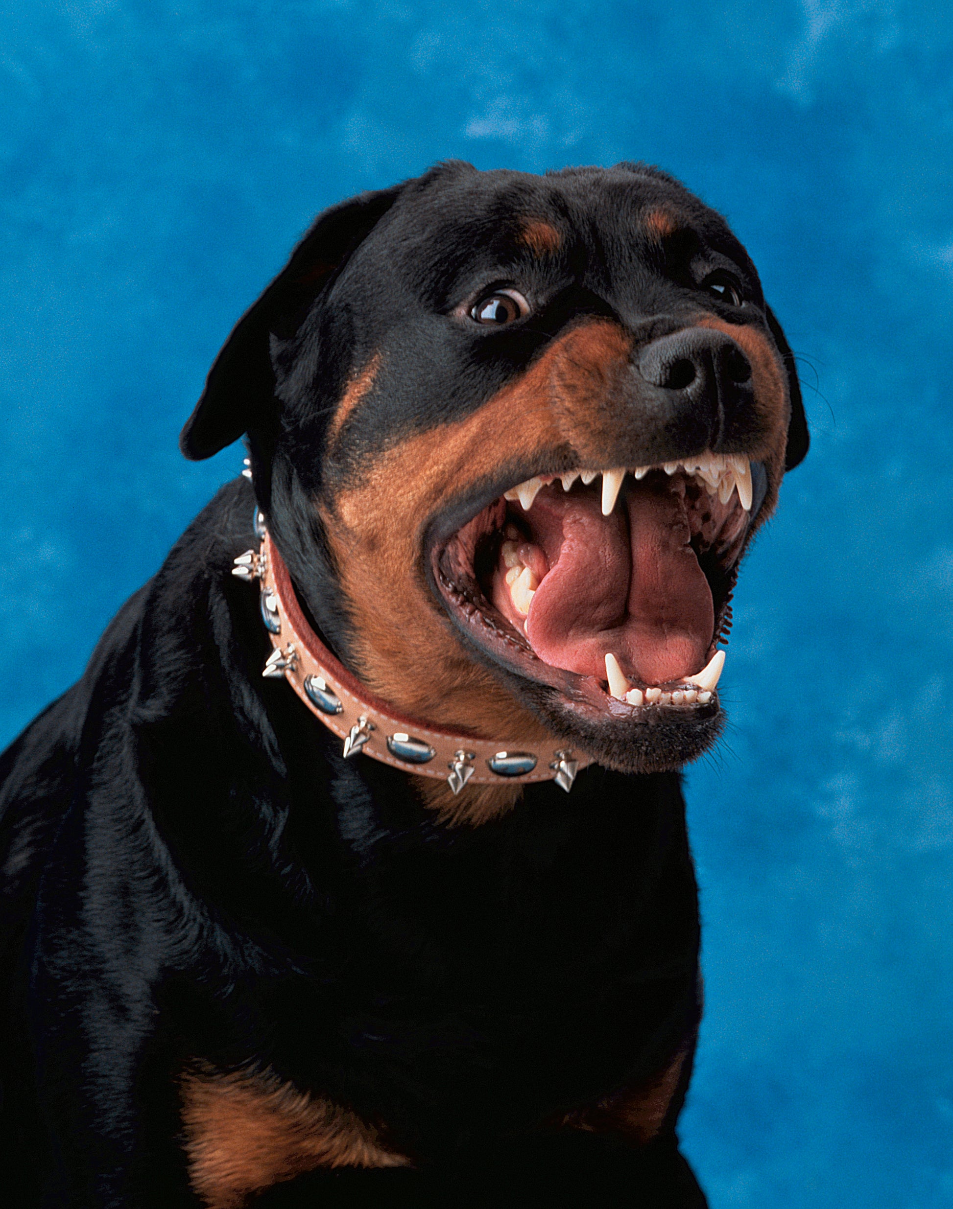 Rottweiler 90s Yearbook Photo  | Fine Art Animal and Wildlife Photography Prints by Steve Grubman