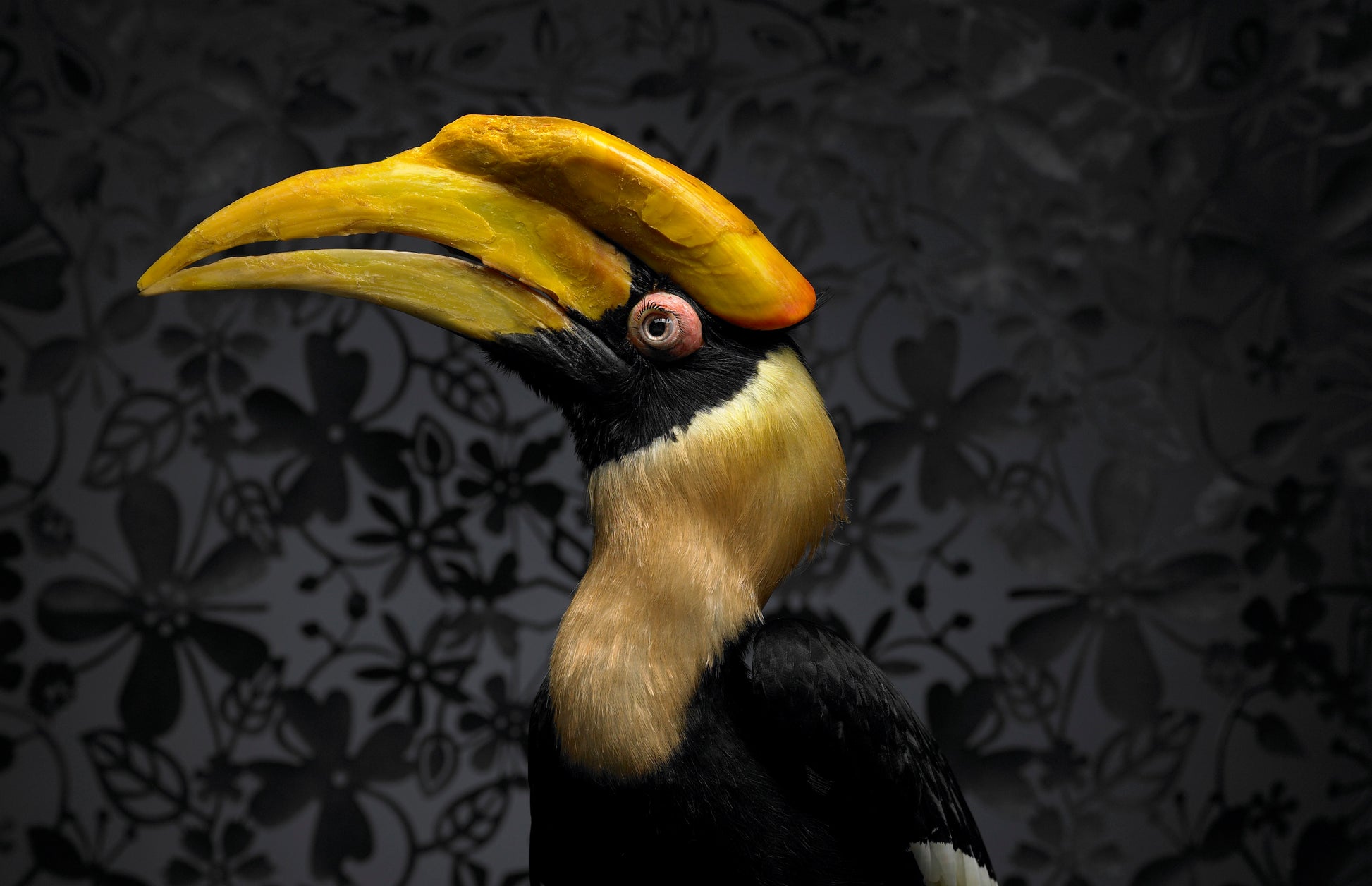 Hornbill | Fine Art Animal and Wildlife Photography Prints by Steve Grubman
