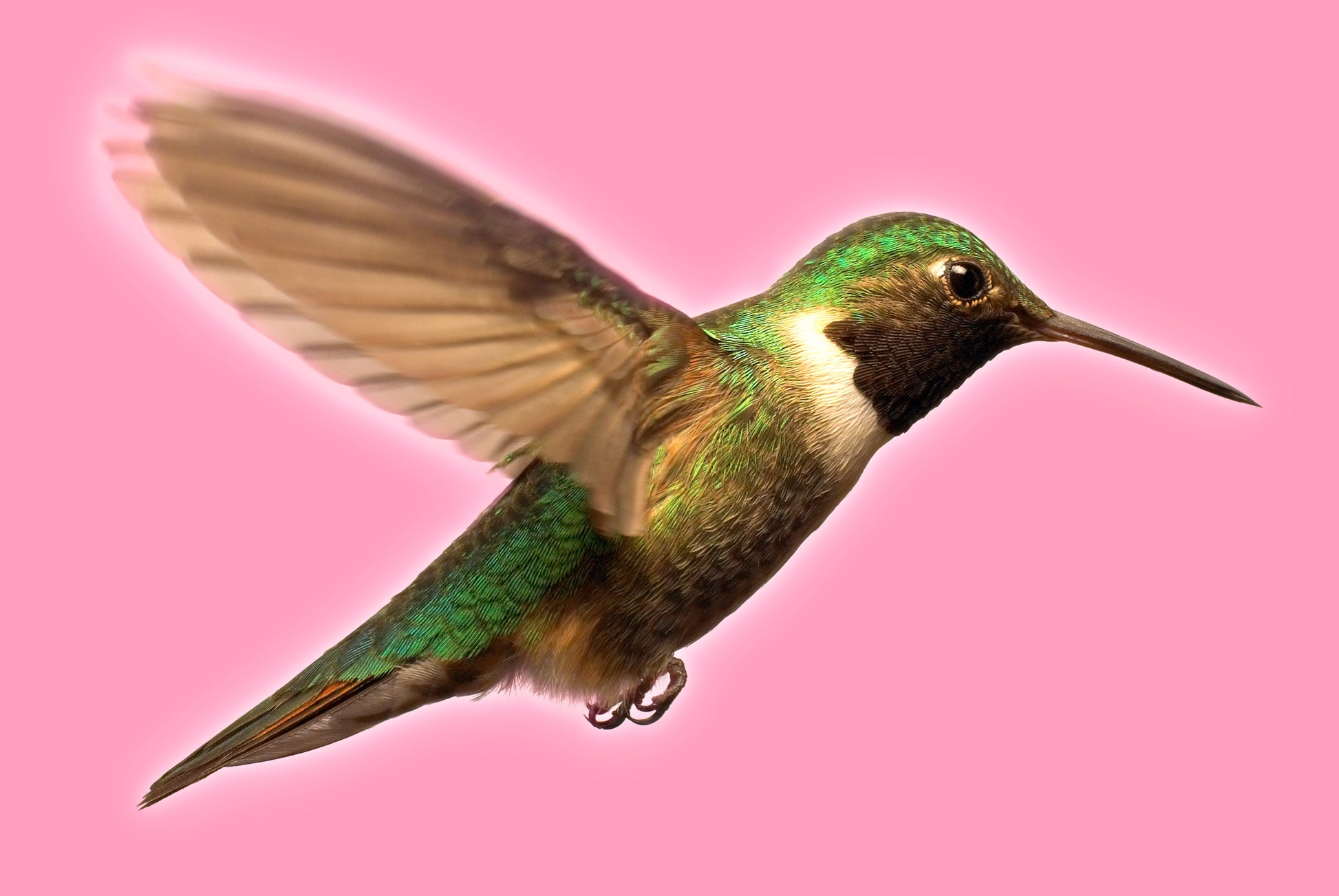 Hummingbird in Flight | Fine Art Animal and Wildlife Photography Prints by Steve Grubman