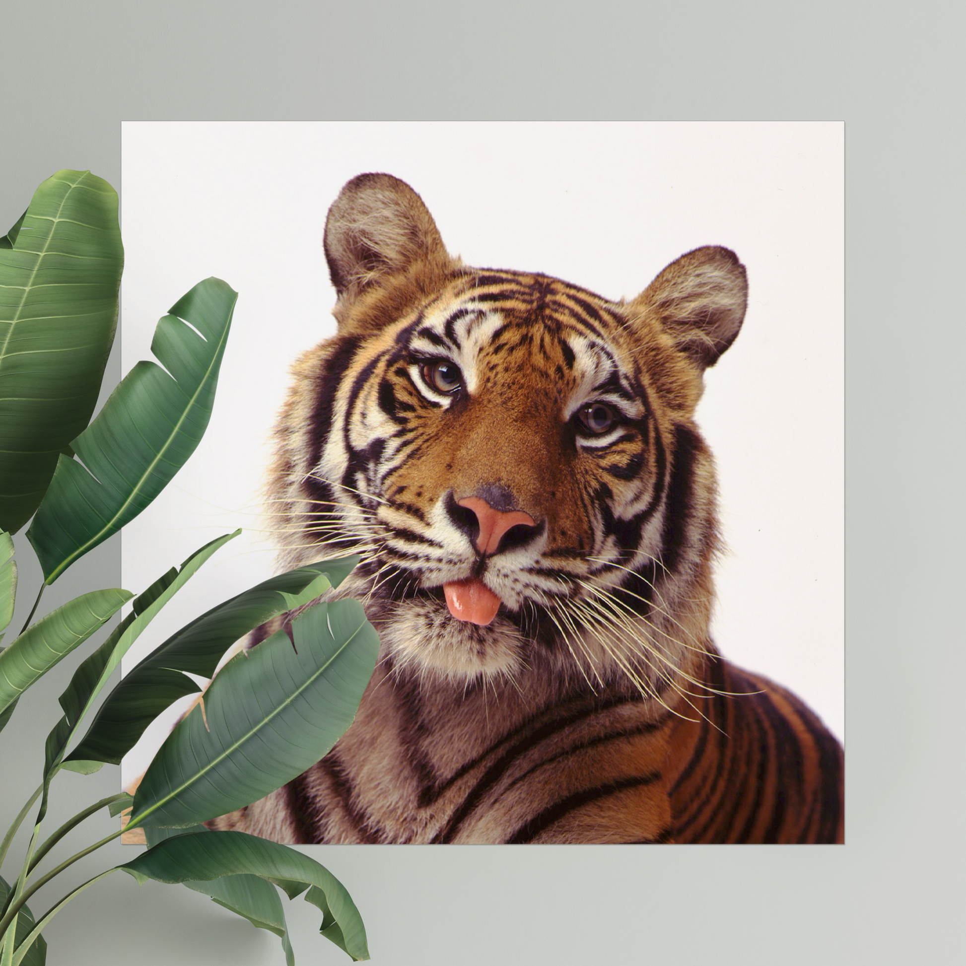 Smiling Tiger | Fine Art Animal and Wildlife Photography Prints by Steve Grubman