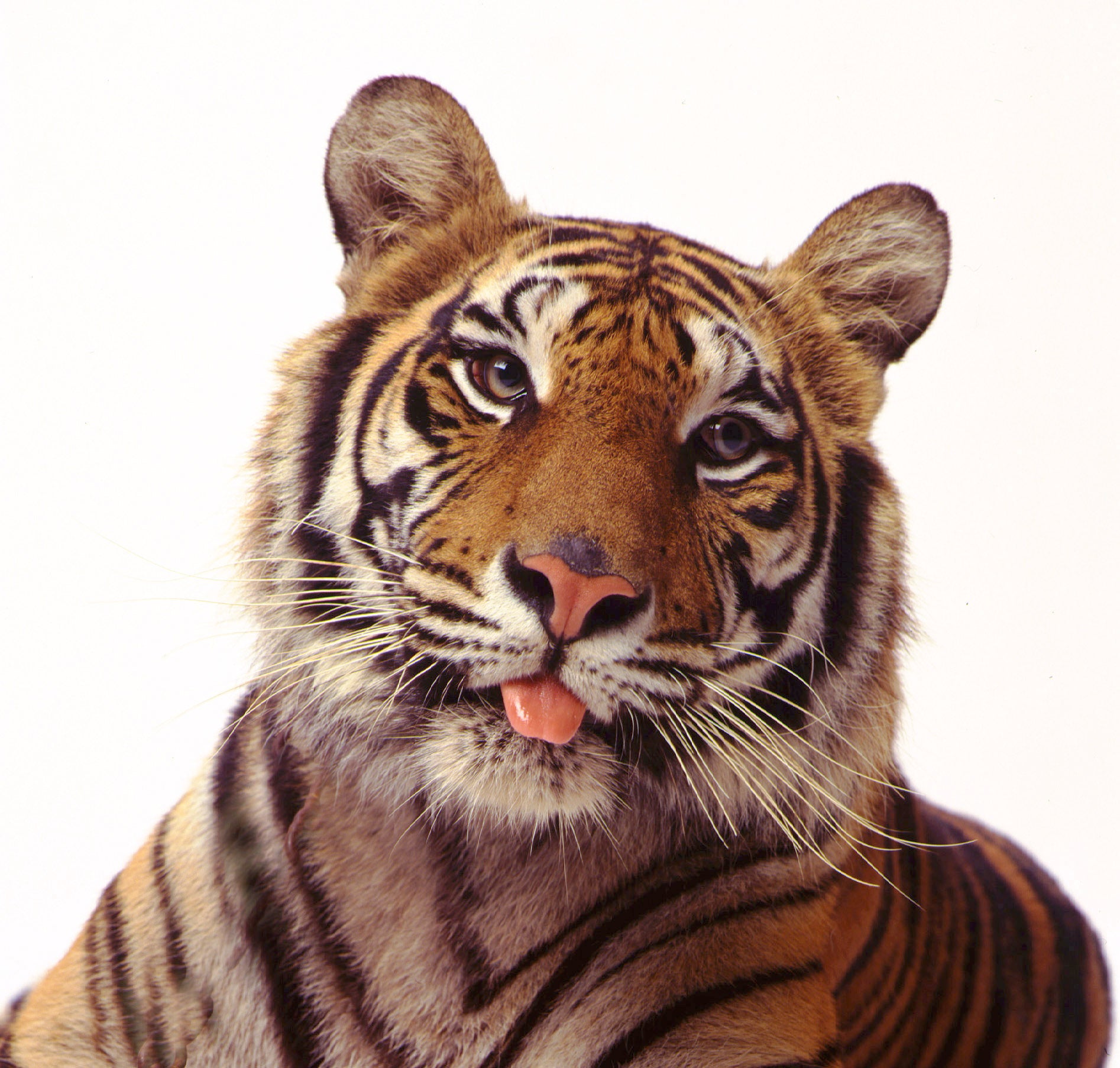 Smiling Tiger | Fine Art Animal and Wildlife Photography Prints by Steve Grubman