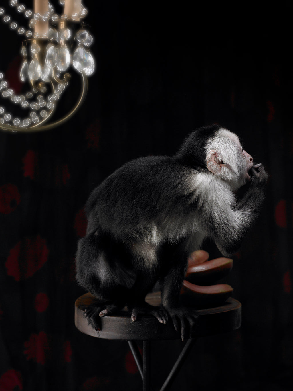 Ringtail Monkey | Fine Art Animal and Wildlife Photography Prints by Steve Grubman