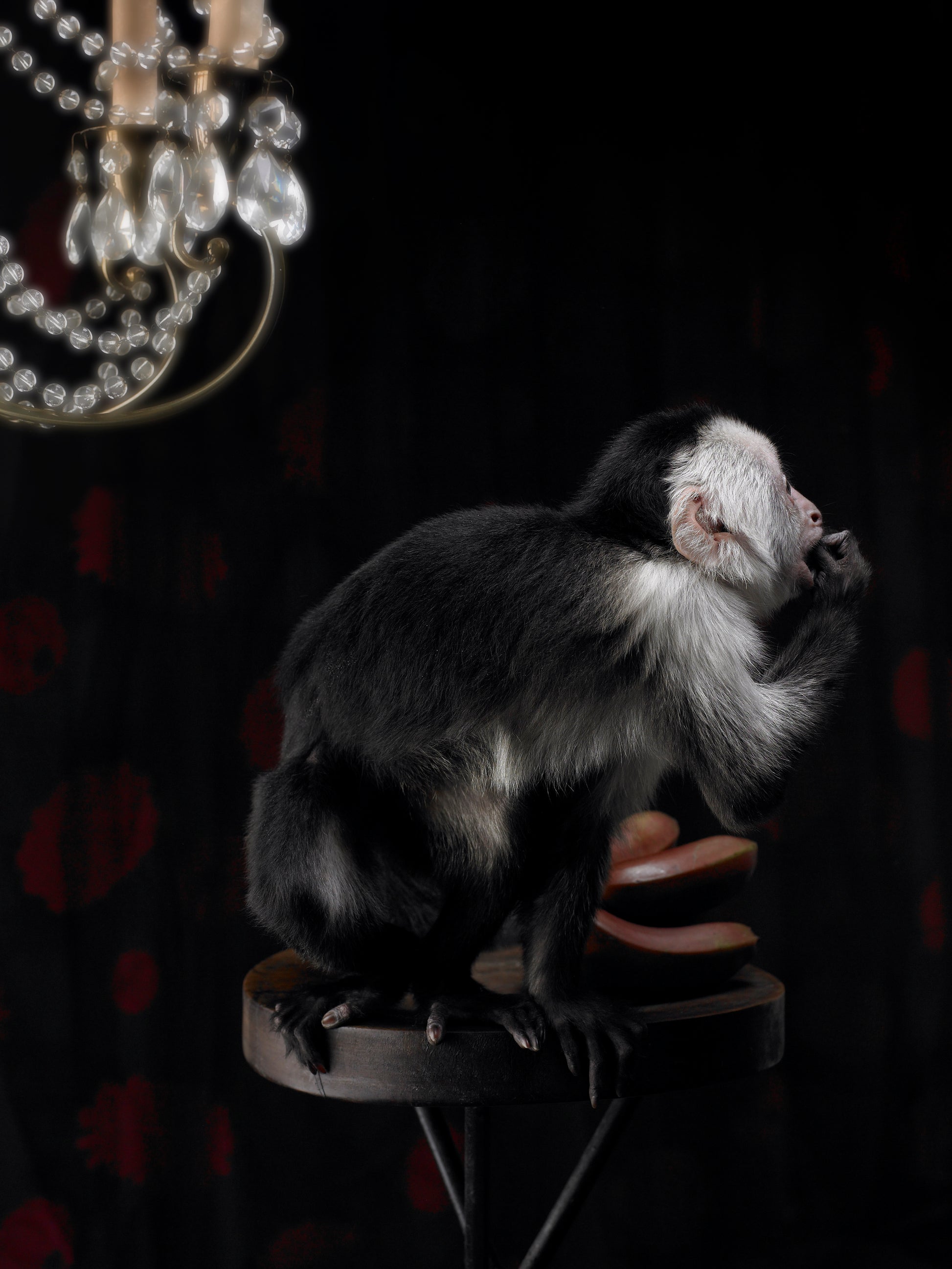 Ringtail Monkey | Fine Art Animal and Wildlife Photography Prints by Steve Grubman