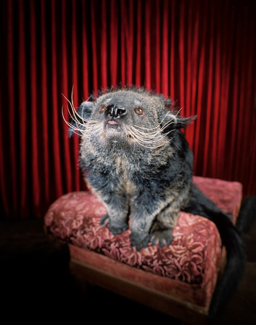 Binturong | Fine Art Animal and Wildlife Photography Prints by Steve Grubman