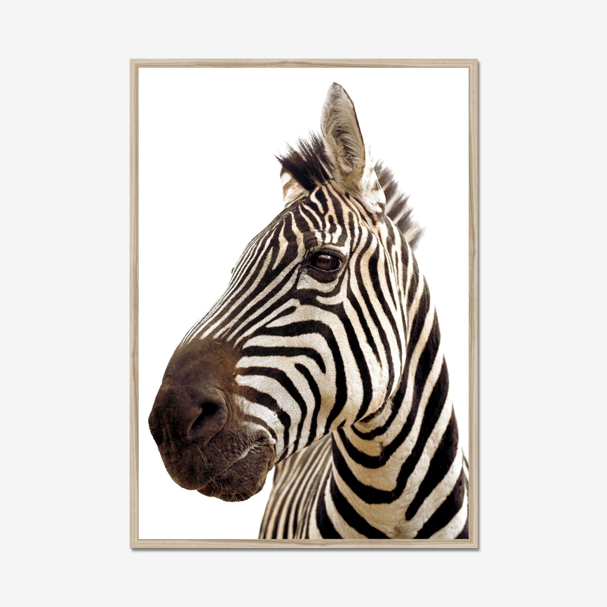 Stunning Zebra Portrait on White | Fine Art Animal and Wildlife Photography Prints by Steve Grubman