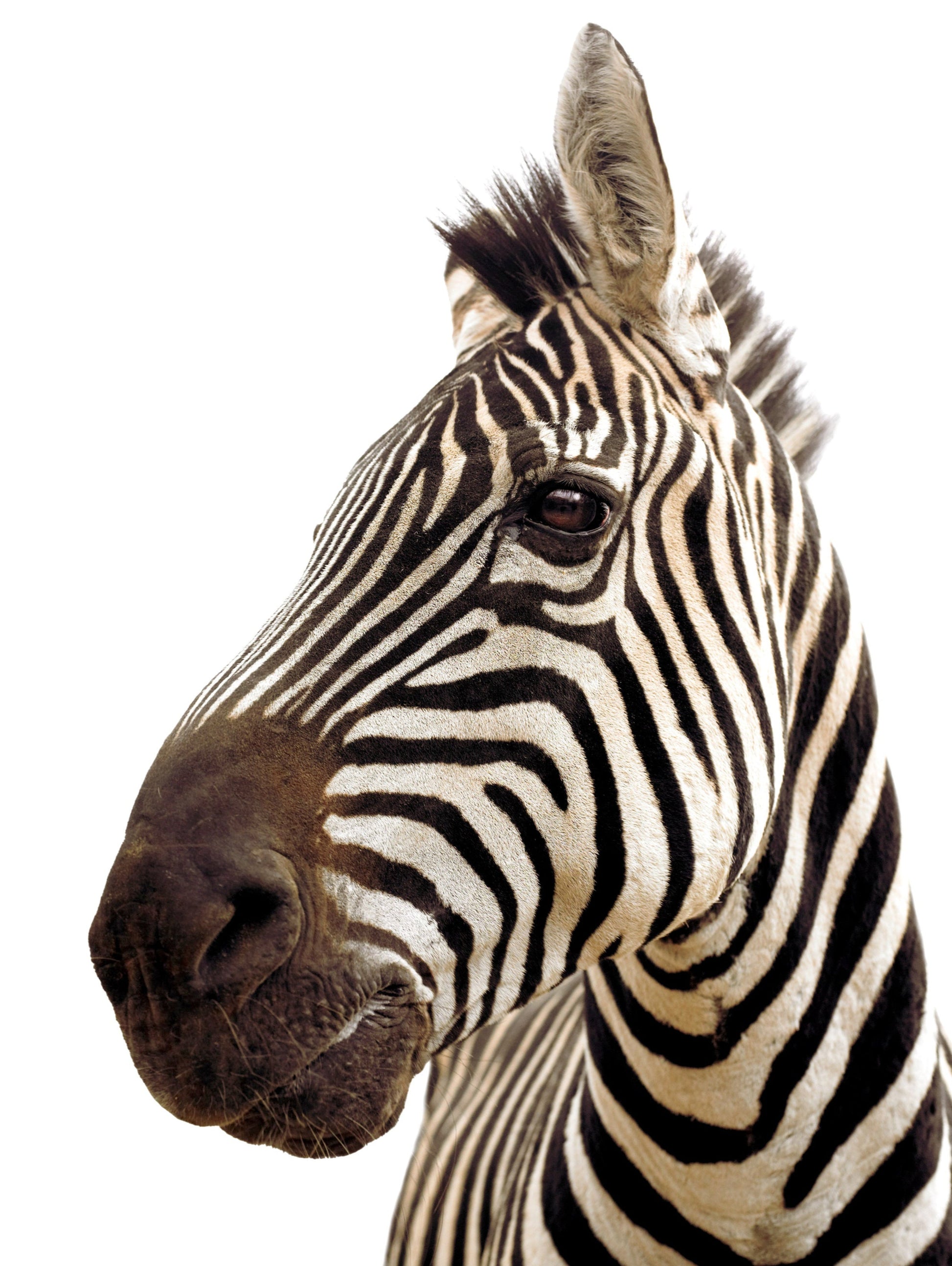 Stunning Zebra Portrait on White | Fine Art Animal and Wildlife Photography Prints by Steve Grubman