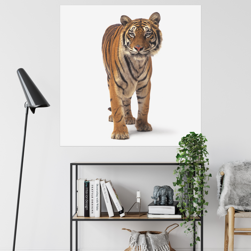 Walking Tiger | Fine Art Animal and Wildlife Photography Prints by Steve Grubman