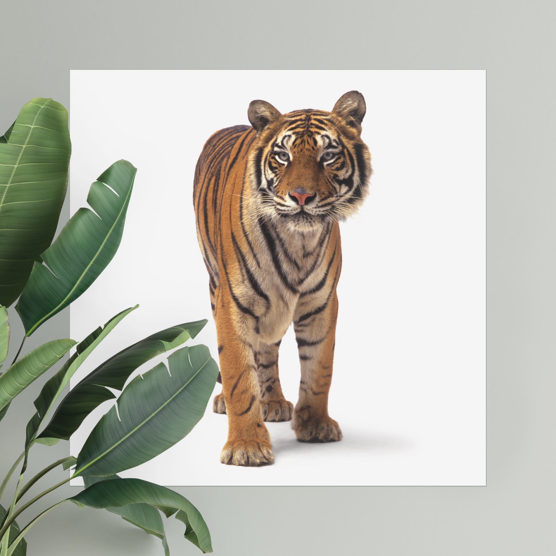 Walking Tiger | Fine Art Animal and Wildlife Photography Prints by Steve Grubman