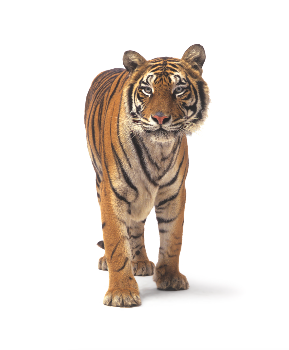 Walking Tiger | Fine Art Animal and Wildlife Photography Prints by Steve Grubman